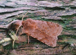 Red Chestnut Cerastis rubricosa