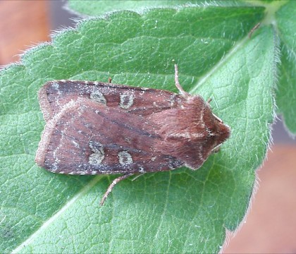 Adult • High Batts NR, North Yorkshire • © Charles Fletcher