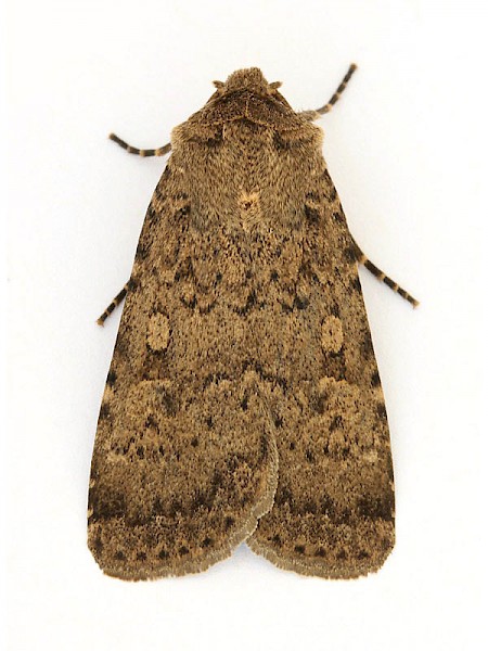 Dotted Rustic Rhyacia simulans