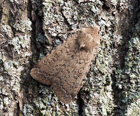 Dotted Rustic Rhyacia simulans