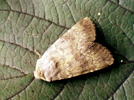 Northern Rustic Standfussiana lucernea