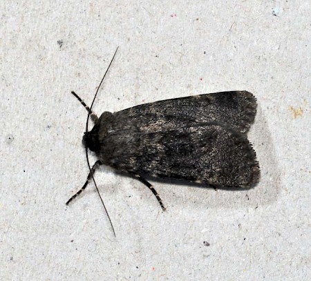 Northern Rustic Standfussiana lucernea
