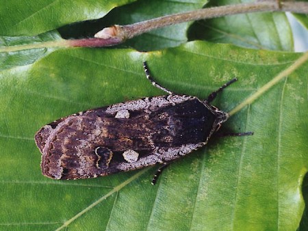 Large Yellow Underwing Noctua pronuba