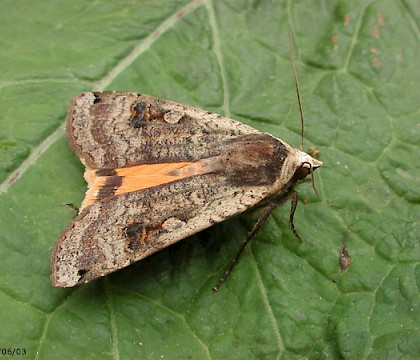 Adult • CairnCummer, Aberdeenshire • © Chris Harlow