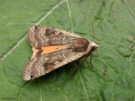 Large Yellow Underwing Noctua pronuba