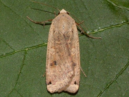 Large Yellow Underwing Noctua pronuba