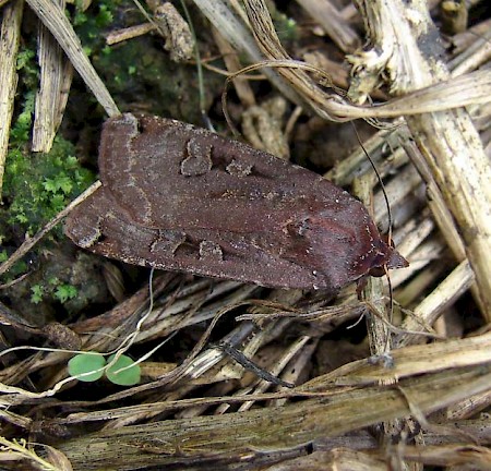 Large Yellow Underwing Noctua pronuba