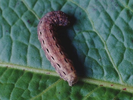 Large Yellow Underwing Noctua pronuba