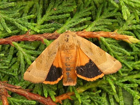 Broad-bordered Yellow Underwing Noctua fimbriata