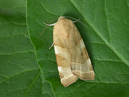 Broad-bordered Yellow Underwing Noctua fimbriata