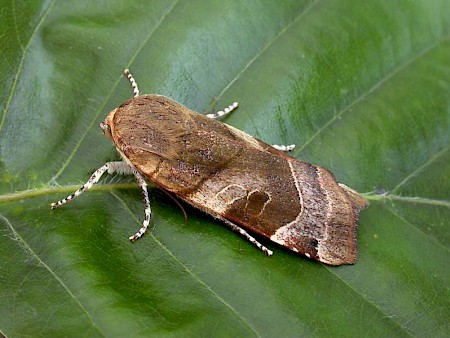 Broad-bordered Yellow Underwing Noctua fimbriata