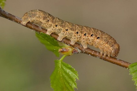 Broad-bordered Yellow Underwing Noctua fimbriata