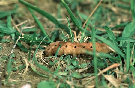 Broad-bordered Yellow Underwing Noctua fimbriata