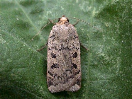 Lesser Yellow Underwing Noctua comes