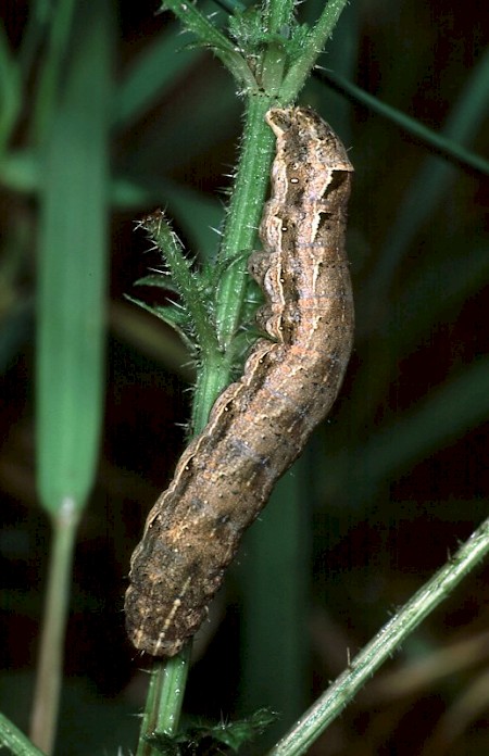 Lesser Yellow Underwing Noctua comes