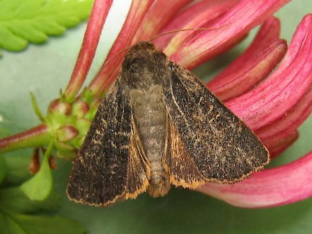 Lesser Yellow Underwing Noctua comes