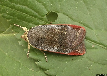 Lesser Broad-bordered Yellow Underwing Noctua janthe