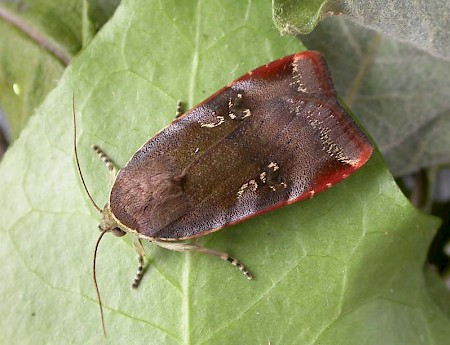 Lesser Broad-bordered Yellow Underwing Noctua janthe