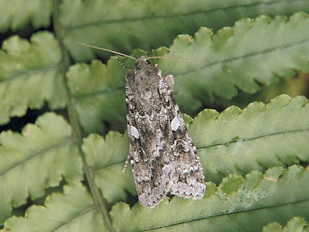 Great Brocade Eurois occulta