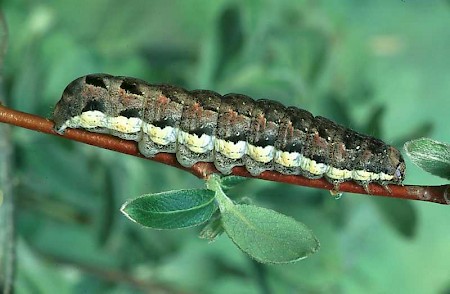 Great Brocade Eurois occulta