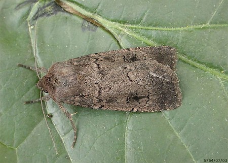 Double Dart Graphiphora augur