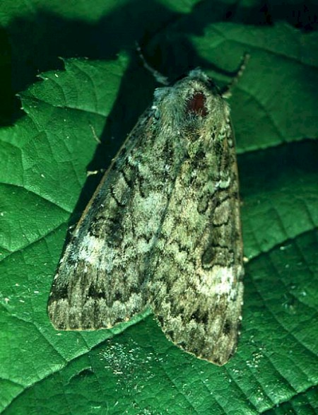 Green Arches Anaplectoides prasina