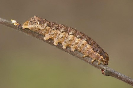 Green Arches Anaplectoides prasina