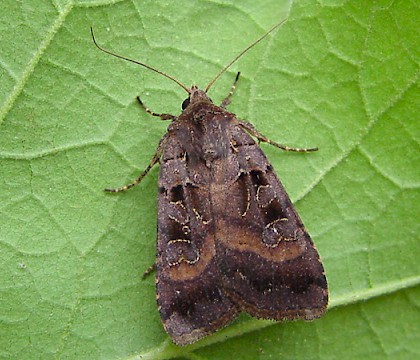 Adult • Bloody Oaks Quarry, Rutland, Leics. • © Mark Skevington