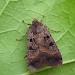 Adult • Bloody Oaks Quarry, Rutland, Leics. • © Mark Skevington