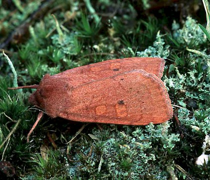 Adult • S. Aberdeenshire • © Roy Leverton