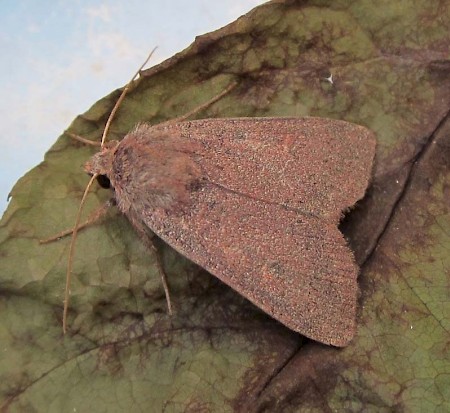 Neglected Rustic Xestia castanea