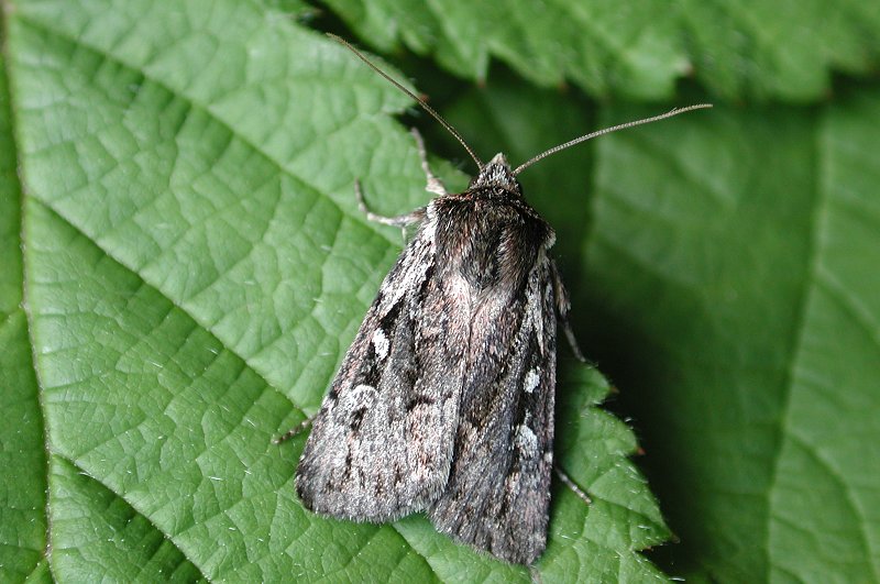 Heath Rustic Adult | UKmoths