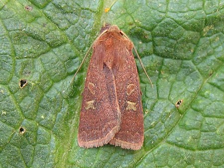 Square-spot Rustic Xestia xanthographa