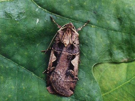 Setaceous Hebrew Character Xestia c-nigrum