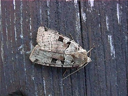 Double Square-spot Xestia triangulum