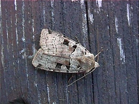 Double Square-spot Xestia triangulum