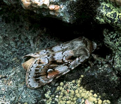 Adult • Female, Banffshire • © Roy Leverton