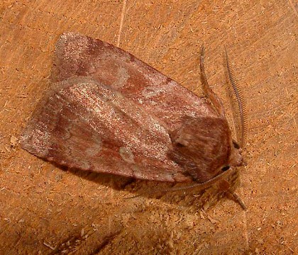 Male • Roudsea Woods NNR, Cumbria • © Rob Petley-Jones