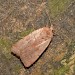 Female • Roudsea Woods NNR, Cumbria • © Rob Petley-Jones