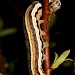 Larva • Roudsea Woods NNR, Cumbria • © Rob Petley-Jones