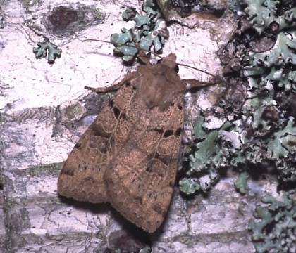 Adult • Speyside, Scotland • © David Green/Butterfly Conservation