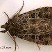 Adult • Ex larvae on Rumex. Derbyshire. • © Ian Smith