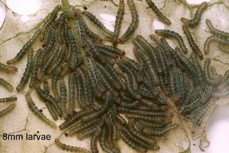 The Gothic Naenia typica