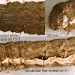 Final instar larva • Head and anterior segments of final instar larva. Rumex. Derbyshire. Imago reared. • © Ian Smith