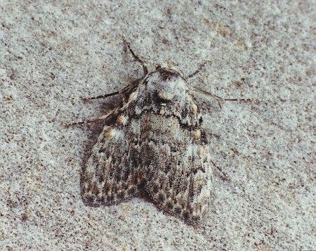 Small Black Arches Meganola strigula