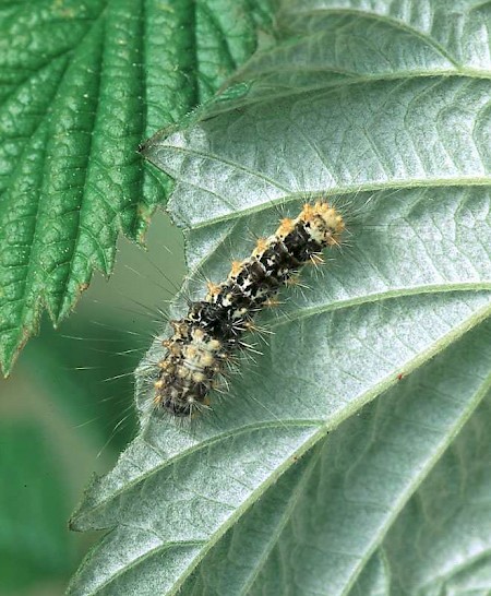 Kent Black Arches Meganola albula