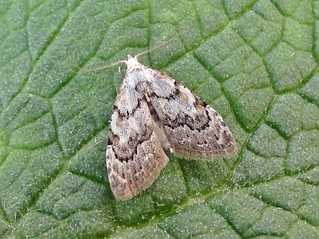 Least Black Arches Nola confusalis