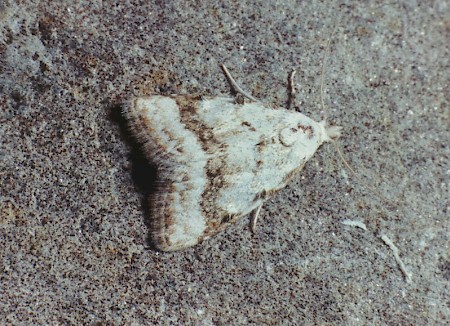 Scarce Black Arches Nola aerugula