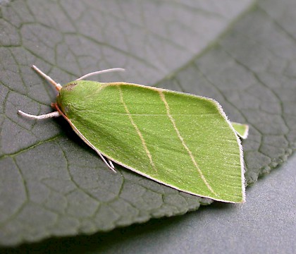 Adult • Fleet, Hampshire • © Rob Edmunds