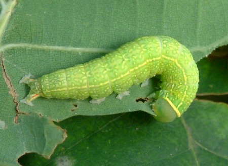 Green Silver-lines Pseudoips prasinana